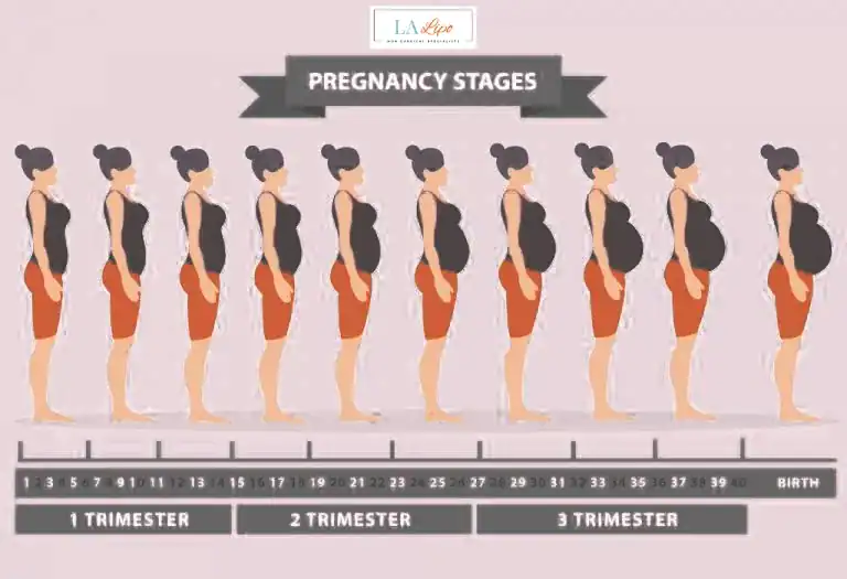 First Trimester (Weeks 1–12): Early Changes You Might Not Notice Handsworth